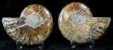 Polished Ammonite Pair - Million Years #22244-1